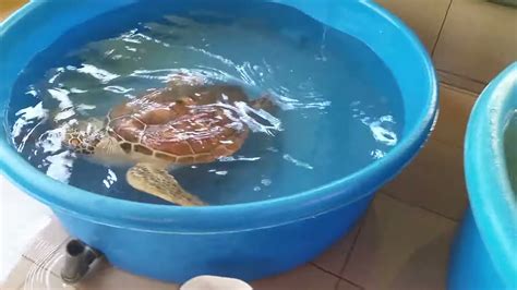 Feeding Turtles In Recovery Youtube