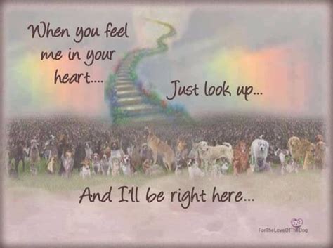 Check spelling or type a new query. The Rainbow Bridge - words of comfort when a beloved pet ...