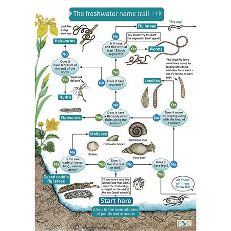 B8A15866 - Field Studies Council Name Trail - Fresh Water Invertebrates