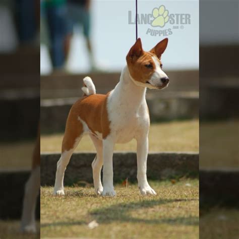 Basenji Puppies For Sale Lancaster Puppies