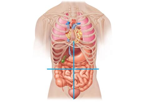 The four main sections of the stomach are the cardia, fundus, body, and pyloric part. Intro to Human Anatomy