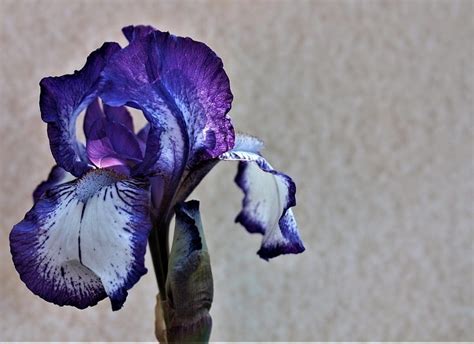 Cuidados Y Características De La Flor De Iris Jardineria On