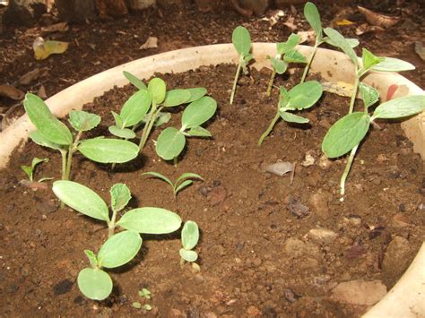 Une fine couche de paillis, comme de l'écorce fine, favorise la rétention de l'humidité. Potagers en liberté à l'île Maurice!: Défi NUMBER ONE ...