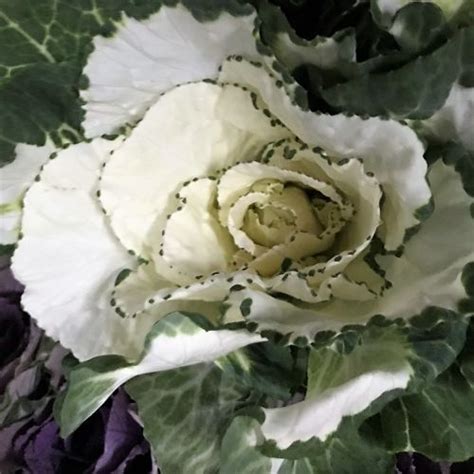 Centerpieces is a selection of fresh flowers from our wholesale flowers collection that is excellent for wedding centerpieces, dining table centerpieces, wedding centerpiece ideas, kitchen table centerpieces, rustic wedding centerpieces, christmas centerpiece, baby shower centerpieces, baby shower centerpieces, thanksgiving centerpieces, graduation centerpieces, easter centerpieces, bridal. White/Green Cabbage Rosettes | Florabundance Wholesale Flowers