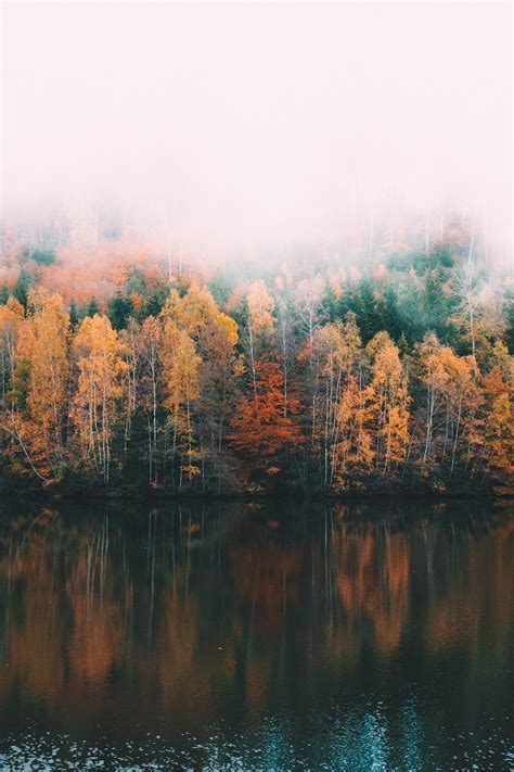 Autumn Woods Pictures Download Free Images On Unsplash