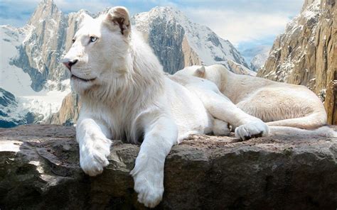 White Lion Backgrounds Wallpaper Cave