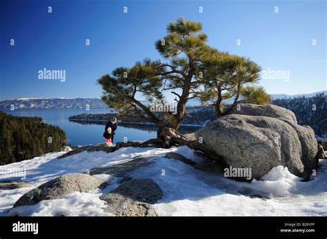 A Pine On The Rocks At Emerald Bay Viewpoint Lake Tahoe With Mother And
