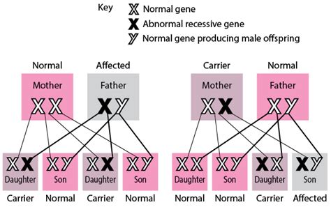 Figure X Linked Recessive Disorders Msd Manual Consumer Version