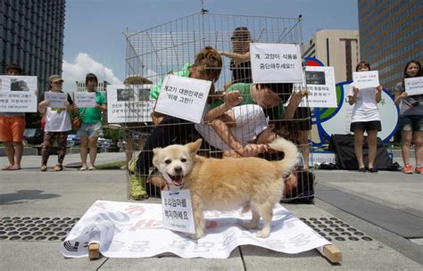 Best male korean cat names. Anti-dog meat protest held in South Korea - Photo 1 ...