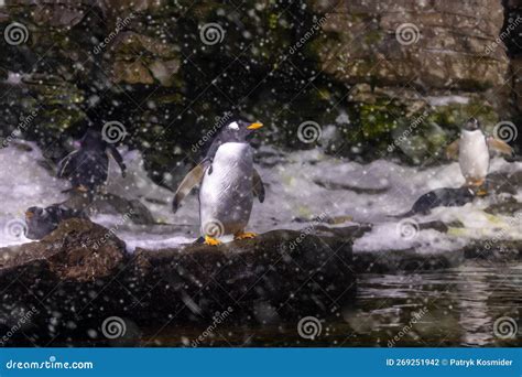 Emperor Penguin Standing By The Water During A Snowstorm Stock Photo
