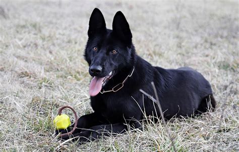 Black German Shepherd All You Need To Know About Black Gsd K9 Web