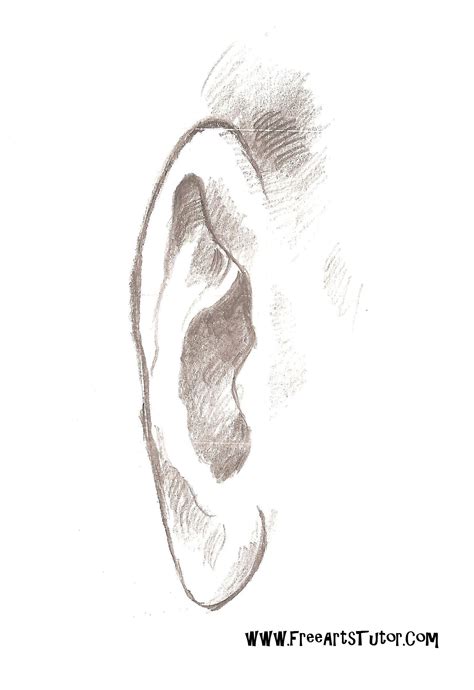 Ear Drawing Reference Front View Robotse Wallpaper