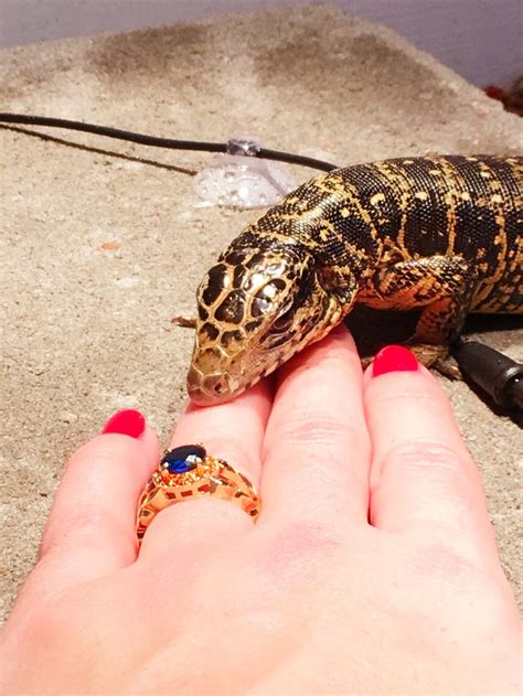 It preys on rodents, small. 62 best tegu maddness images on Pinterest | Beast, Black and white and Black n white
