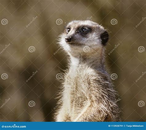 Portrait Of Meerkat Stock Image Image Of Outdoors Body 113928791
