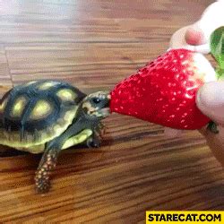 Turtle GIF Find Share On GIPHY