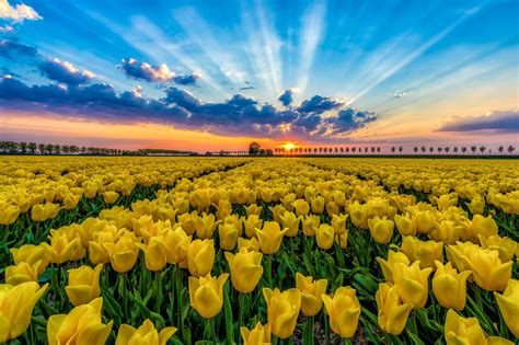 Sunset Over A Tulip Field In Netherlands Beautiful Nature Tulip