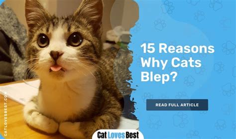 15 Reasons Why Cats Blep Everything You Need To Know