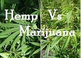 Photos of Hemp Vs Marijuana