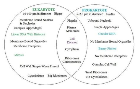 Compare And Contrast Prokaryotes And Eukaryotes