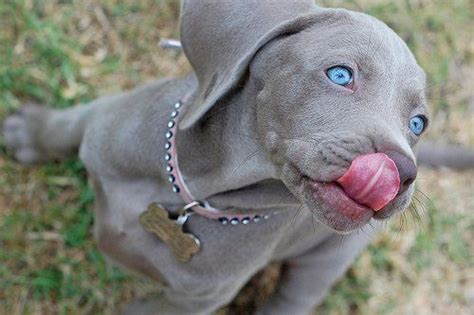 The colors are black, red, brown, solid white and fawn. ...I love this dog's blue eyes and gray fur, what kind is ...