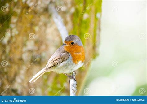 Cute Little Robin Bird Stock Photo Image Of Robin Tree 56889596