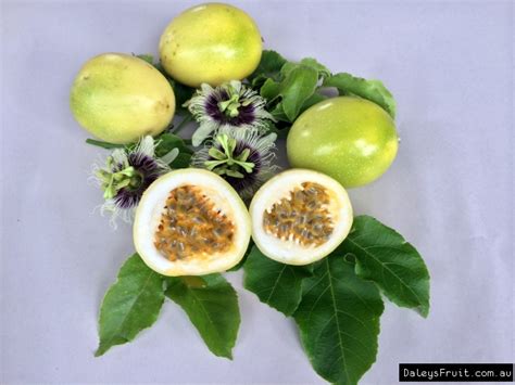 Passionfruit Panama Gold Tree Passiflora Flavicarpa