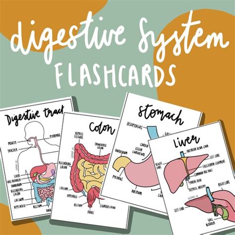 Complete Anatomy Flashcards Pdf Etsy