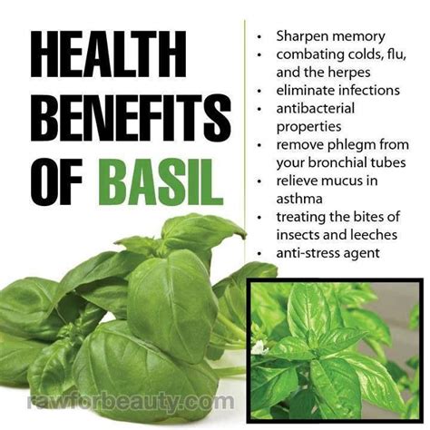 Benefit Of Basil Leaves Basil Health Benefits Herbs Health