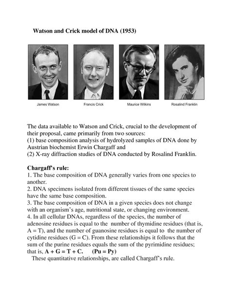 Watson And Crick Model Of Dna Chargaffs Rule The Base Composition