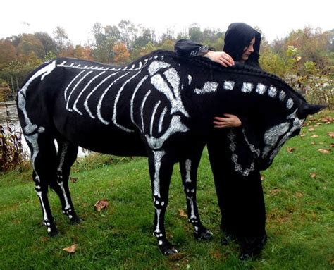 25 Amazing Halloween Costumes For Horses You Wont Believe