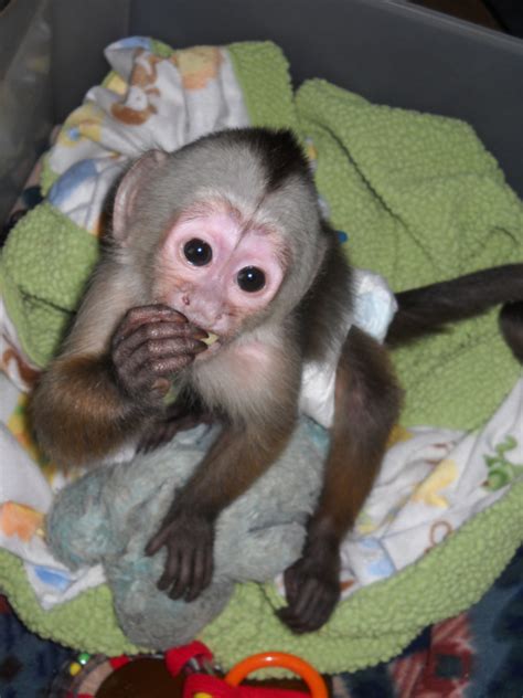 最も選択された Baby Monkey Pet Cost 302313 How Much Does A Baby Pet Monkey Cost
