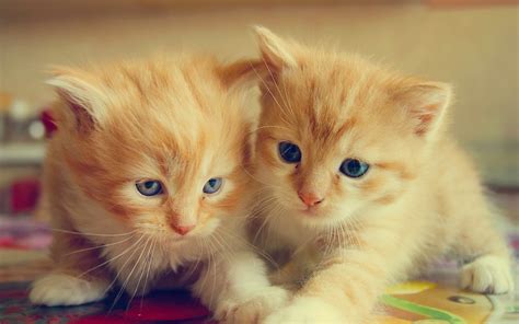 Wallpaper Furry Kittens Two Cats 2560x1600 Hd Picture Image
