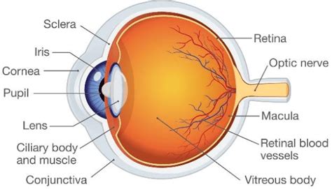Internal Structure Of Eye 1 Download Scientific Diagram