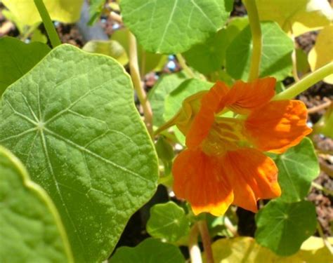Edible Flowers 10 Garden And Wild Flowers You Can Eat Delishably
