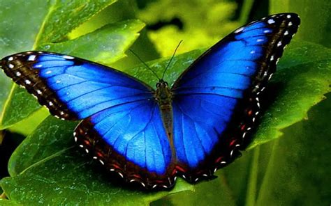 Qual é O Número Da Borboleta
