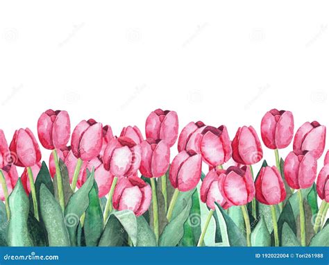 Pink Tulips On White Background Botanical Illustration Watercolor