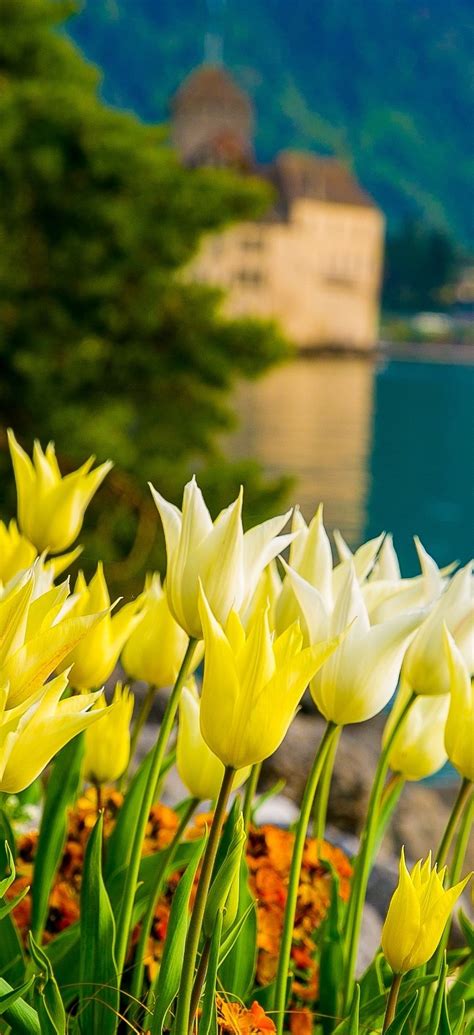 Flowers On Lake Geneva With Swiss Alps Montreux Switzerland Europe