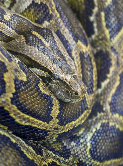 Burmese Python Alexandria Zoo