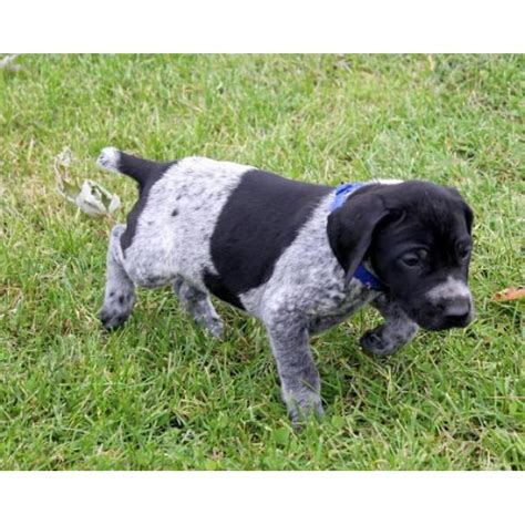 Use petfinder to find adoptable pets in your area. AKC German Shorthaired Pointers in Center Line, Michigan ...