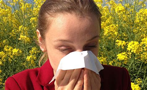 Tree Pollen Allergy Season The Tree Care Guide