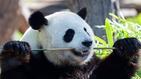 Giant Panda Gives Birth To Twins At Berlin Zoo Cgtn