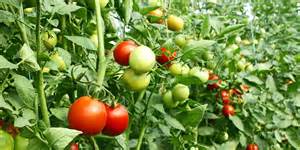 Tomato Farming For Beginners