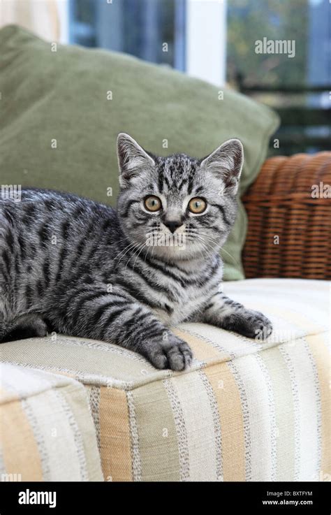 British Shorthair Silver Spotted Kitten 3 Months Old Stock Photo Alamy