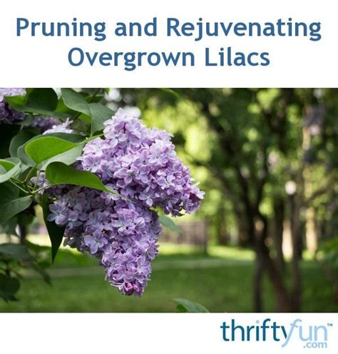 Pruning And Rejuvenating Overgrown Lilacs Lilac Tree Lilac Bushes