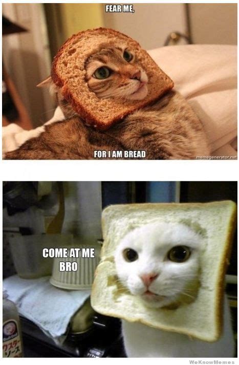 30 Cat Breading Ideas Cat Bread Cats Funny Animals