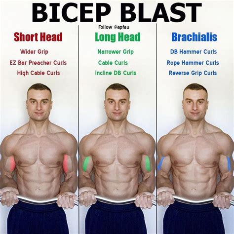 The Bicep Has Two Heads Hence The Prefix Bi The Two Heads Are The