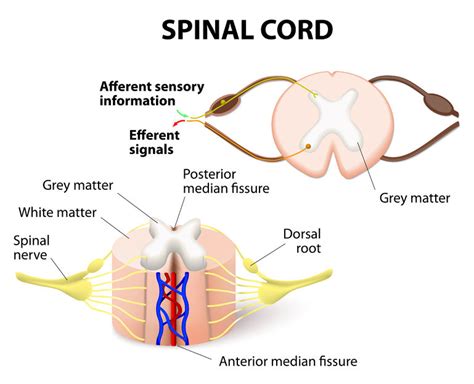 In addition, functional goals are addressed for levels of impairment. Spinal Cord Stimulation Devices Can Pose Safety Concerns ...