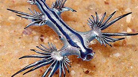 The Most Beautiful And Deadly Creature Ever Discovered The Blue