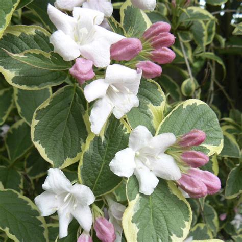 Variegated Weigela Variegata Weigela Florida My Garden Life