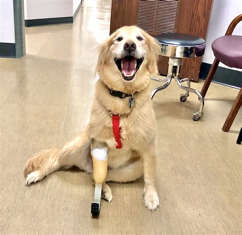 Dog Receives Prosthetic Leg Blog Westcoast Brace And Limb